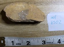 Kem Kem Dinosaur Bone Fossil