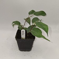 Ficus Benjamina Rooted Cutting