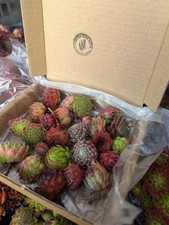 Small sempervivum chicks - 20,