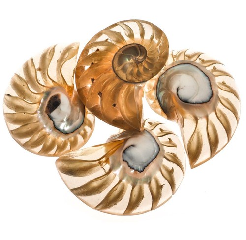 Exposed chamber nautilus - nautilus, shell