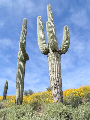 Saguaro carnegiea gigantea - gigantea,