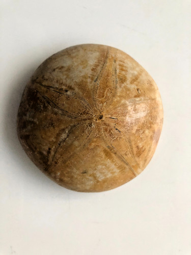 Polished fossil sand dollar - polished,