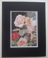 ROSE FAIRY BY CICELY MARY