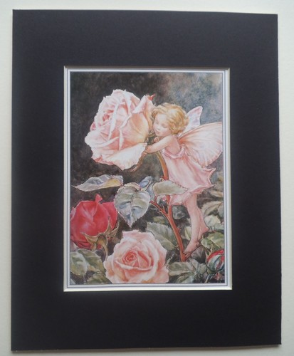 Rose fairy cicely - by,
