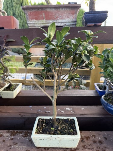 Chinese banyan bonsai - chinese,