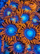 Superman Zoanthid frag 10+ polyps ZOA easy soft coral