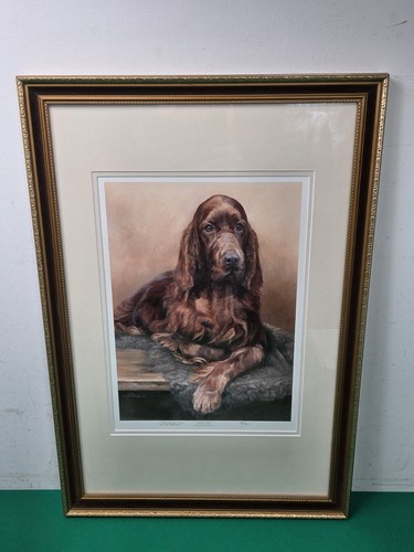 Framed irish setter dog ltd - ltd, ed