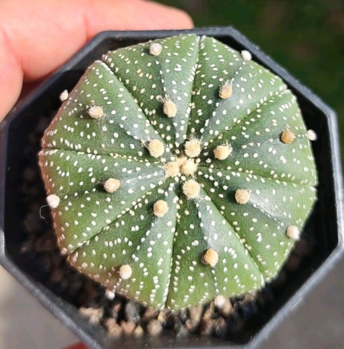 Astrophytum asterias star type - asterias,