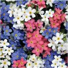 FORGET ME NOT Mixed Colour Myosotis Alpestris Wildflower seeds Memorial Gift
