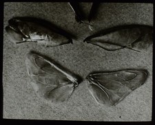 ANTIQUE Magic Lantern Slide NOTONECTA BUG WINGS C1910 MICROSCOPE PHOTO INSECT