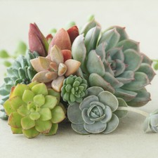Succulents Plant Collection, Six Established Plants in 5.5cm Pots, 10-20cm Tall