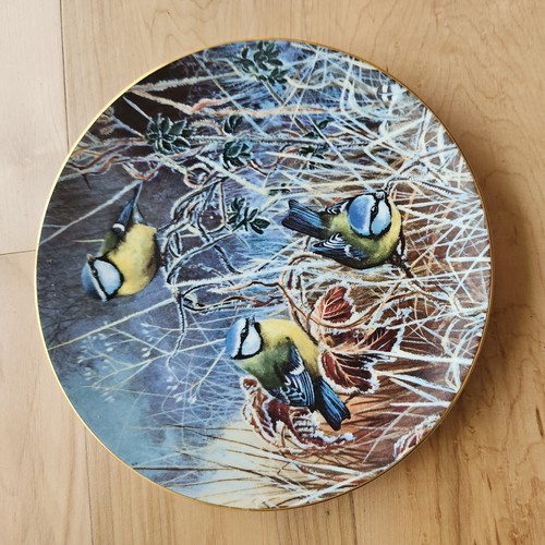Winter bluetit coalport - bluetit, bird