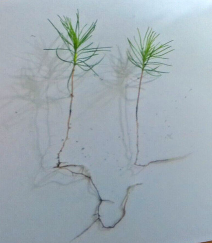 Scots pine tree young - scots,