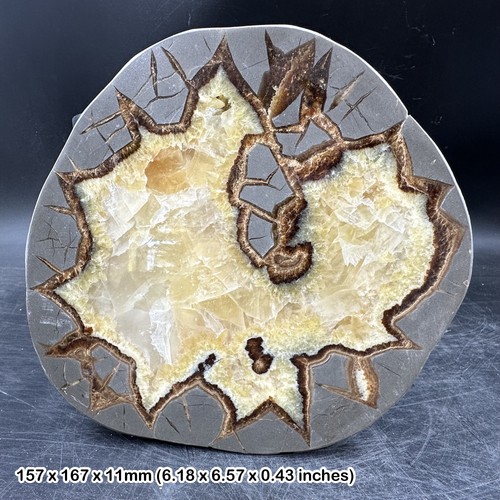 Septarian calcite crystal - septarian,
