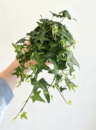 English ivy hedera - hedera, helix