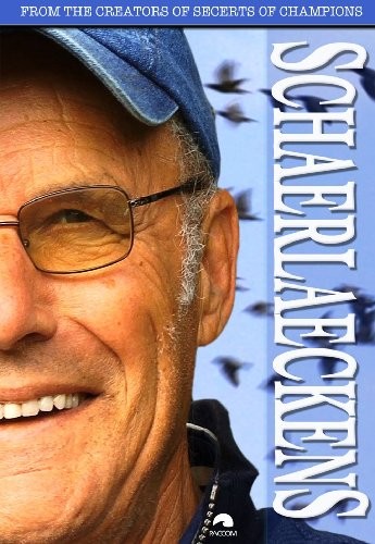 Pigeon racing champions - pigeon,