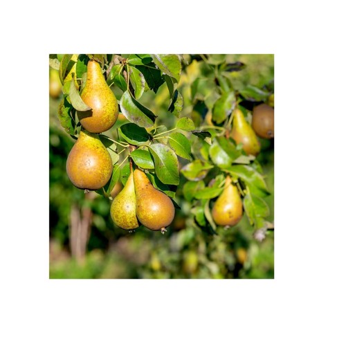 Dwarf patio conference pear - dwarf,