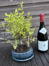 Bonsai tree plum - bonsai, tree's