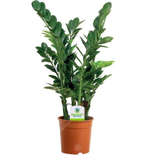 Zamioculca zamiifolia 1 - zamiifolia,
