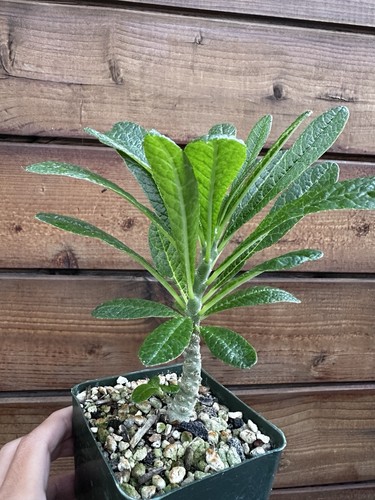 Dorstenia gigas socotra - gigas,