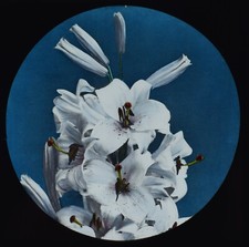 Photo WHITE LILLIES C1890