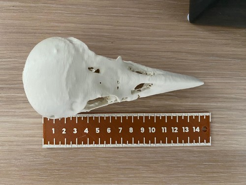 Enlarged replica carrion - replica,