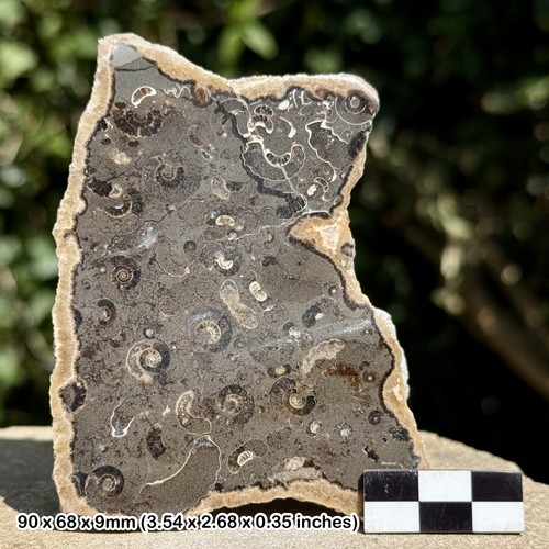 Promicroceras ammonite fossil - ammonite,