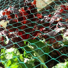 Anti Bird Pond Netting Net Plants Veg Fruit Protection Garden Fine Mesh 4m X 10m