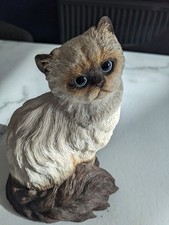 Ragdoll Persian Cat Hand