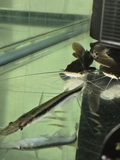 Lima Shovelnose Catfish  3/4"