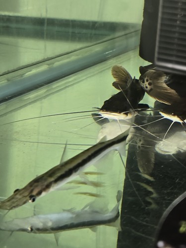 Lima shovelnose catfish - shovelnose, 3/4"