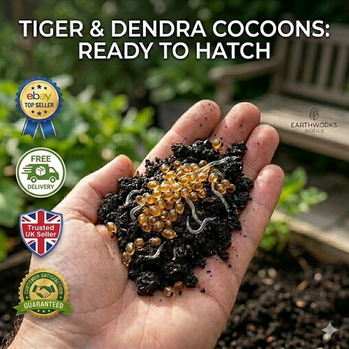 Tiger dendra worm cocoons - dendra,