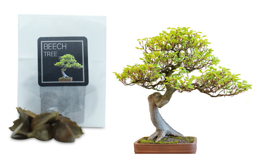 Beech tree bonsai seeds - tree, |