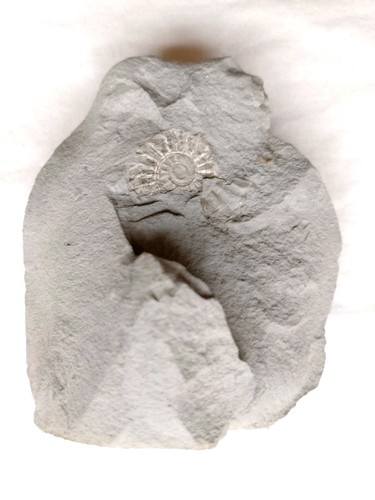 Genuine charmouth ammonite - genuine,