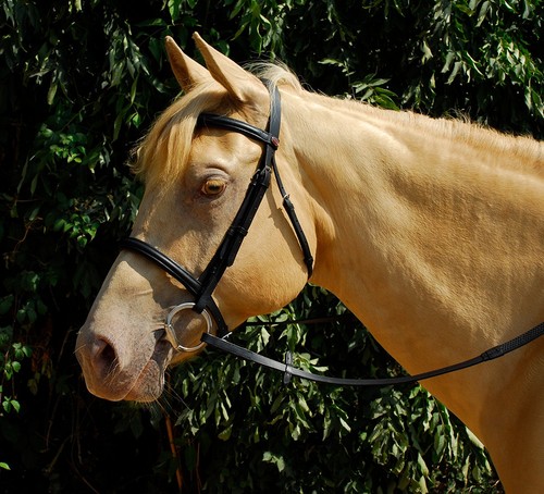 Windsor economy leather bridle - windsor,