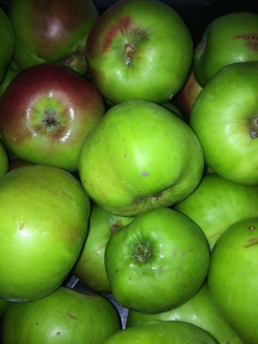 Bramley cooking apples ready - bramley,