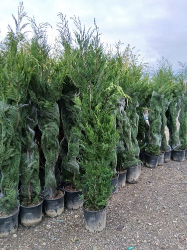 Leylandii hedging plants 20l - hedging,