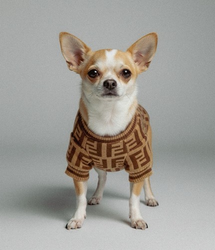 Warm dog jumper knitted puppy - dog,