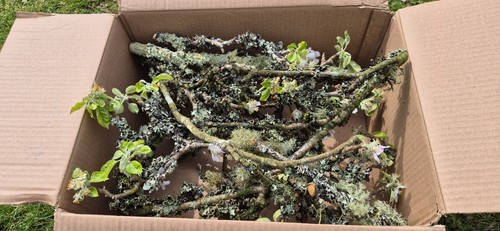 Terrarium lichen moss apple - terrarium,