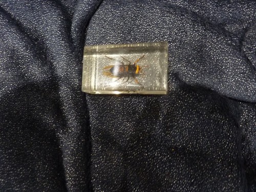 Resin encased bugs and insects - and,