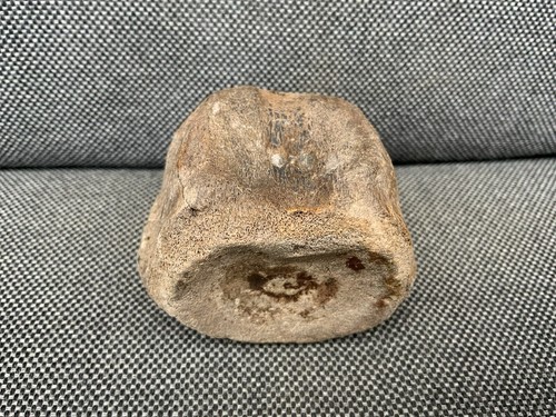 Plesiosaur vertebra bone - plesiosaur,