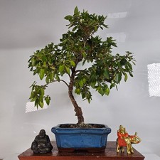 Azalea (Rhododendron) Bonsai