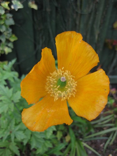 250 orange welsh poppy - orange,