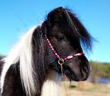 miniature horse show halter
