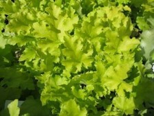 Pack x6 Heuchera x Hybrida