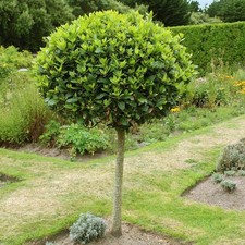 Evergreen Olive Tree Standard
