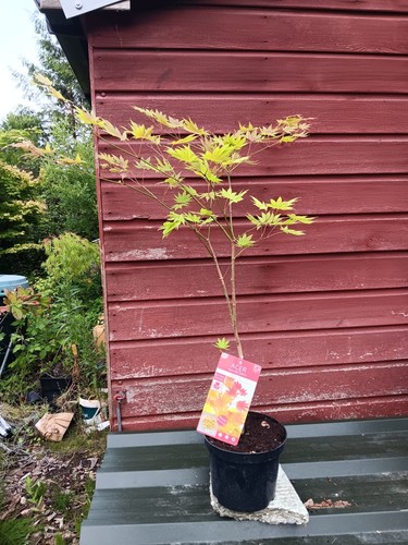 Acer shirasawanum moonrise - shirasawanum,