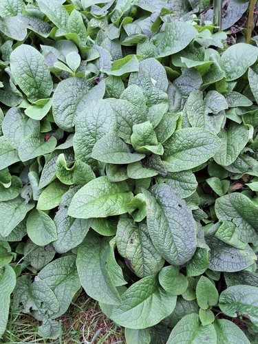 Bare root comfrey plant - bare,