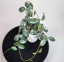 Hoya Lima Splash Fresh Cutting Plant Unrooted Indoor Houseplant