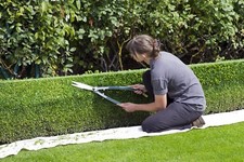12  x Box Evergreen (buxus sempervirens) hedging plants .